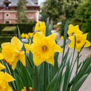 Narcisse Grande Coupe Jaune (x20)